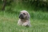 CANE CORSO 1080